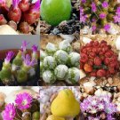 15 SEEDS OOPHYTUM MIX (Succulent cactus mixed living stones rocks plant seed)