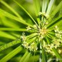 50 Seeds CYPERUS PAPYRUS (Paper reed flatsedge exotic aquatic flowering plant)
