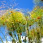 50 Seeds CYPERUS PAPYRUS (Paper reed flatsedge exotic aquatic flowering plant)