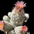 10 SEEDS Escobaria Sneedii (Cacti rare cactus aloe seed)