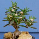 20 SEEDS Delosperma Napiforme (Mestoklema macrorrhizum bonsai mesemb plant seed)