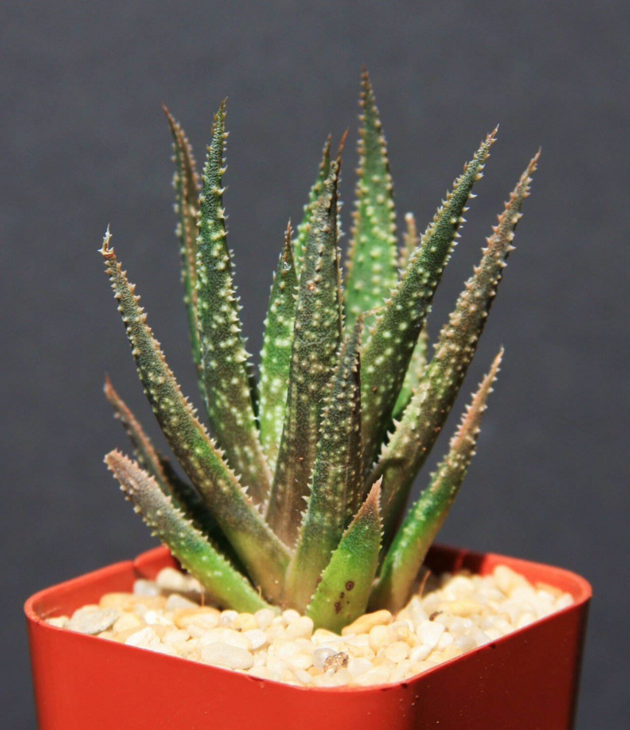 2" Pot ALOE Twilight Zone (Exotic rare succulent hybrid bonsai gasteraloe plant)