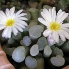 100 SEEDS Frithia Humilis (Exotic white flower rare cactus mesembs cacti seed) 100 SEEDS Frithia Humilis (Exotic white flower rare cactus mesembs cacti seed)