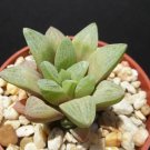 4" POT Haworthia Turgida Suberecta (Rare exotic succulent plant cactus cacti)