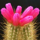 50 SEEDS ARROJADOA RHODANTHA (Exotic cactus rare blooming succulent hanging seed)
