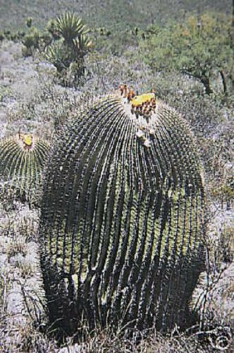 20 SEEDS Echinocactus Ingens (Cacti rare cactus seed)
