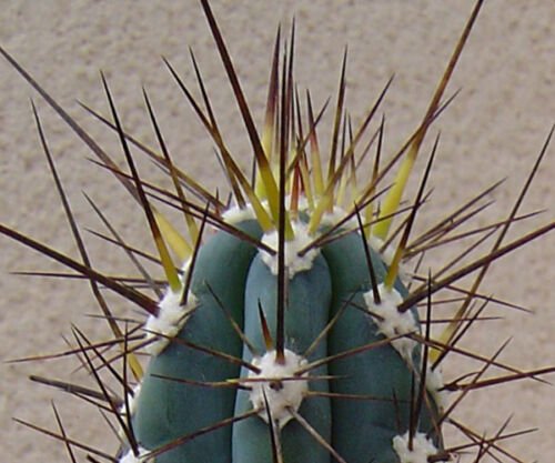 100 SEEDS Stetsonia Coryne Toothpick Cactus Argentine Columnar Cacti Rare