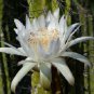 100 SEEDS Stetsonia Coryne Toothpick Cactus Argentine Columnar Cacti Rare