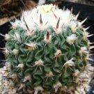 10 SEEDS Stenocactus Phyllanthus Echinofosulocactus (Exotic brain cacti rare seed)