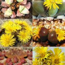 15 SEEDS TANQUANA MIX (Rare succulent cactus EXOTIC living stones desert seed)
