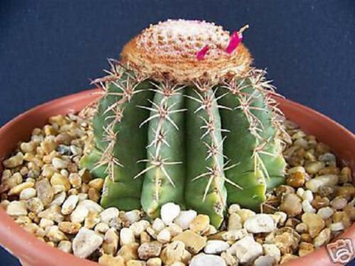 100 SEEDS Melocactus Conoideus (Exotic cacti rare succulent cactus seed plant)
