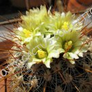 10 SEEDS RARE STENOCACTUS ALBATUS (Exotic cacti suculent cactus rare plant seed)