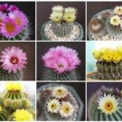50 SEEDS NOTOCACTUS MIX VARIETY MIXED Parodia (Rare cactus cacti flowering seed) 50 SEEDS NOTOCACTUS MIX VARIETY MIXED Parodia (Rare cactus cacti flowering seed)