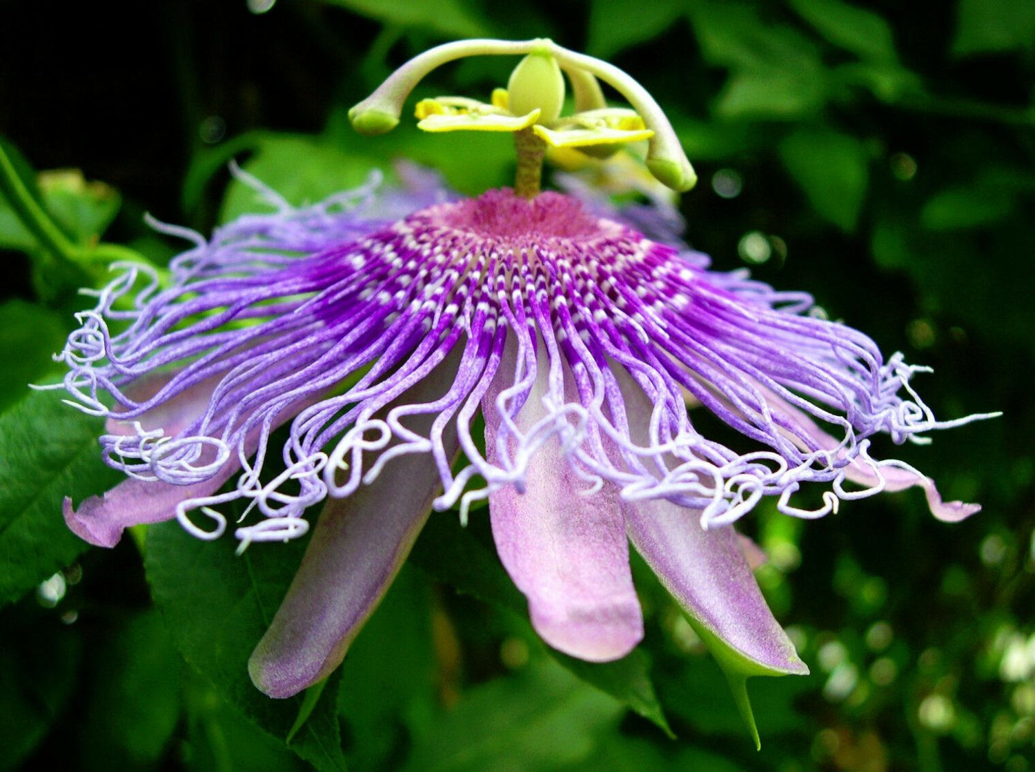 10 SEEDS Passiflora Incarnata (Maracuja passion flower maypop fragrant ...
