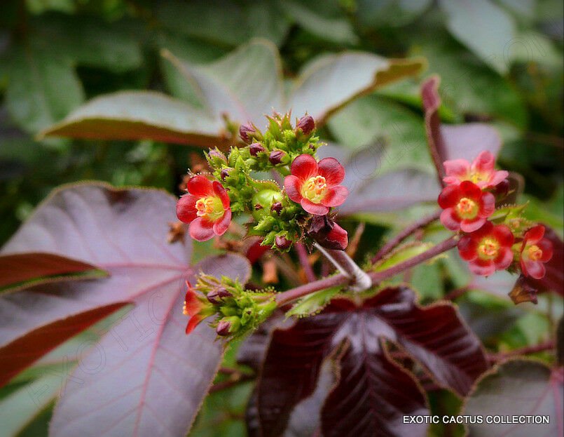 200 SEEDS RARE JATROPHA GOSSYPIFOLIA (Succulents carnivorous plant seed)