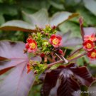200 SEEDS RARE JATROPHA GOSSYPIFOLIA (Succulents carnivorous plant seed)