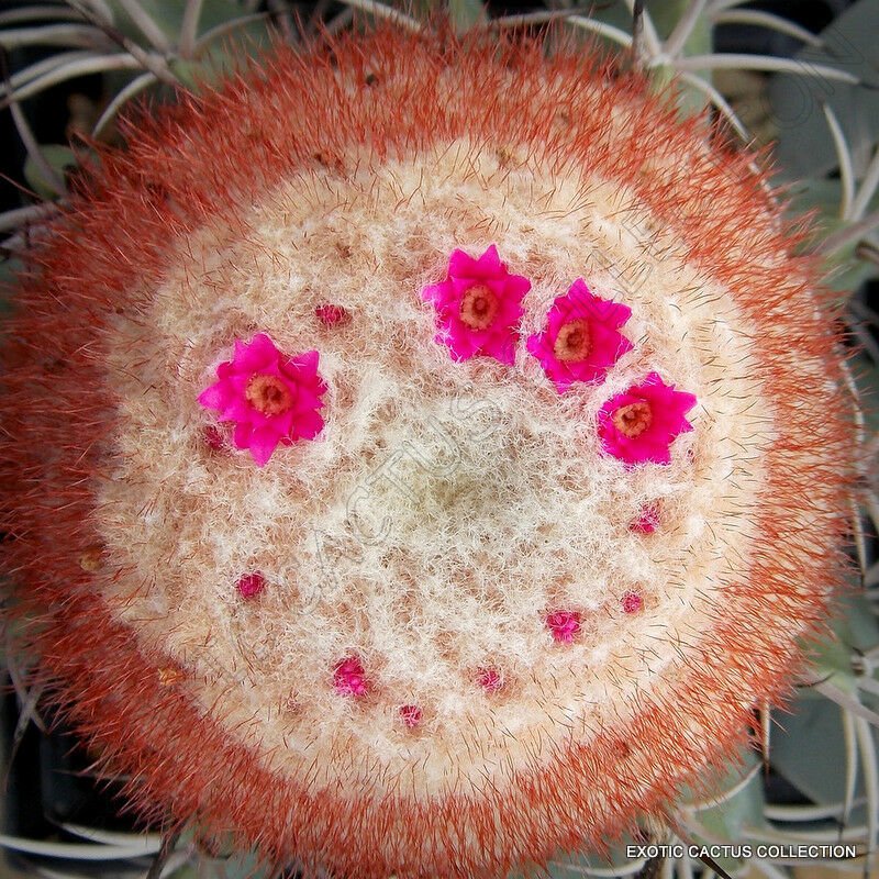 50 SEEDS RARE MELOCACTUS CONCINNUS (Exotic flowering cactus cacti succulent seed)