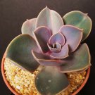 4" Pot Echeveriacultivar Perle Von Nurnberg (Rare flower succulent cactus plant)