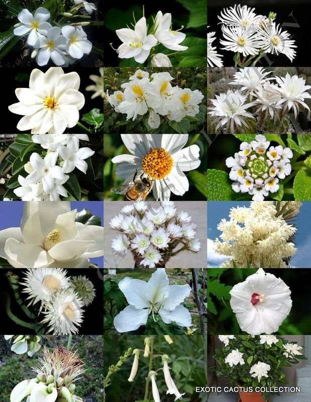 15 Seeds WHITE FLOWER PLANTS MIX (Exotic garden tree fragrant bonsai bloom seed)
