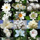15 Seeds WHITE FLOWER PLANTS MIX (Exotic garden tree fragrant bonsai bloom seed)
