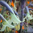 15 SEEDS RARE PUYA MIRABILIS Bromeliad (Agave drought aloe succulent plant seed)