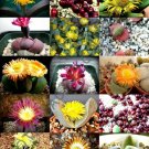 15 SEEDS EXOTIC PLEIOSPILOS MIX (Succulent cactus mixed living stones rocks seed)