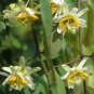 5 SEEDS Passiflora Biflora (Maracuja passion flower white maypop fragrant seed)
