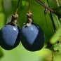 5 SEEDS Passiflora Biflora (Maracuja passion flower white maypop fragrant seed)