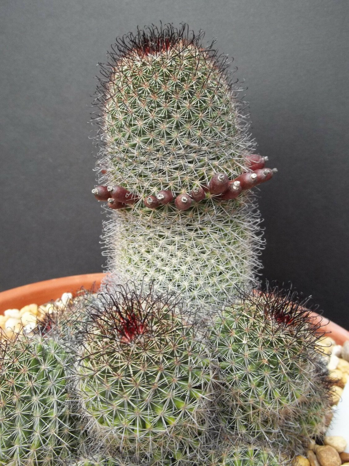 100 SEEDS Mammillaria Sheldonii (Rare flower flowering cacti globular