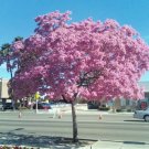 10 Seeds Tabebuia Heterophylla (Pink trumpet tree exotic flowering white cedar)