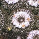 20 SEEDS Mammillaria Formosa (Cacti rare cactus seed)