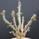 5 SEEDS Euphorbia HOFSTAETTERI (Exotic madagascar succulent rare bonsai aloe seed)