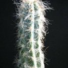 20 SEEDS Pilosocereus glaucescens OJO Cacti Cactus