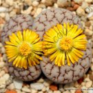 15 SEEDS RARE LITHOPS GRACILIDELINEATA (Living stones exotic ice plant rare seed)