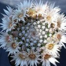 20 SEEDS Mammillaria Heyderi (Cacti rare cactus seed)
