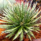 50 SEEDS RARE AGAVE TOUMEYANA (Bella sunflower aloe exotic succulent cactus seed)