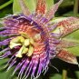 50 SEEDS Passiflora Maliformis Sweet Calebash (Passion flower edible fruit seed)