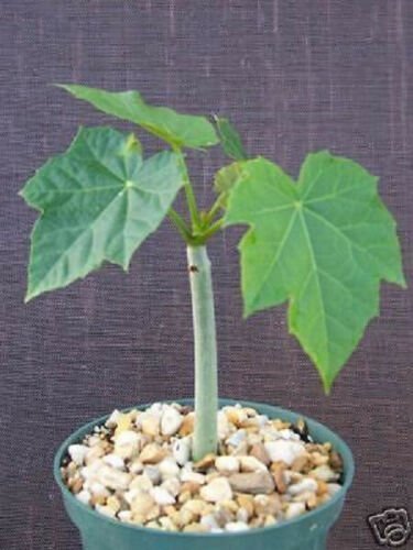 6" Pot Jatropha curcas (Rare succulent cacti plant cactus)