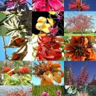 10 SEEDS ERYTHRINA MIX (Rare flower CORAL TREE tropical plant shrub SEED) 10 SEEDS ERYTHRINA MIX (Rare flower CORAL TREE tropical plant shrub SEED)