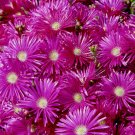 20 SEEDS Lampranthus Blandus (Rare mesembryanthemum stone succulent mesembs seed)