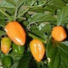50 SEEDS Habanero Hot Pepper Chilli Mild Ahile Aji 50 SEEDS Habanero Hot Pepper Chilli Mild Ahile Aji