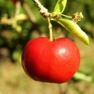 5 SEED BARBADOS CHERRY Malpighia Emarginata (Sweet exotic tropical fruit seed)