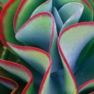 15 SEEDS Kalanchoe Thyrsiflora (Exotic rare xeriscaping mesembs succulents seed)