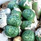 15 SEEDS RARE CONOPHYTUM FICIFORME (Mesemb exotic succulent seed living stones)
