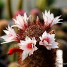 20 SEEDS RARE MAMMILLARIA FRAILEANA (Exotic cacti pincushion cactus seed)