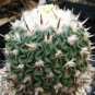 20 SEEDS Stenocactus Phyllanthus Echinofosulocactus (Exotic brain cacti rare seed)