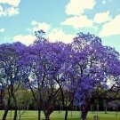 10 SEEDS JACARANDA CUSPIDIFOLIA BLUE (Rare flowering trumpet tree flamboyan seed) 10 SEEDS JACARANDA CUSPIDIFOLIA BLUE (Rare flowering trumpet tree flamboyan seed)
