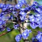 10 SEEDS JACARANDA CUSPIDIFOLIA BLUE (Rare flowering trumpet tree flamboyan seed)