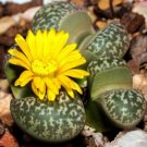 30 SEEDS Lithops Naureeniae (Rare mesembs exotic succulent living stones cactus)