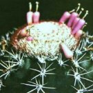 50 SEEDS Melocactus Violaceus (Cacti rare cactus seed)